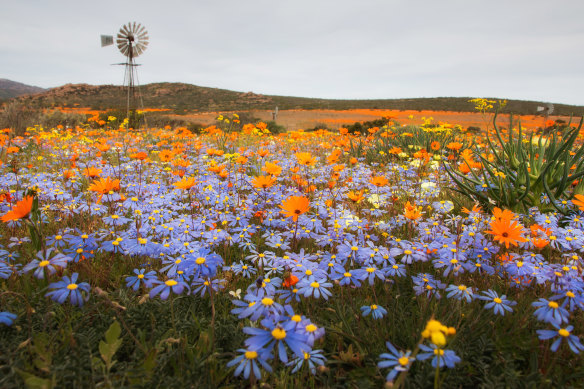 The arid Northern Cape is awash with colour in spring … wildflowers in Namaqualand.