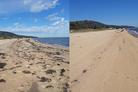 A composite image of Safety Beach, showing what it looks like before and after being  mechanically raked. 