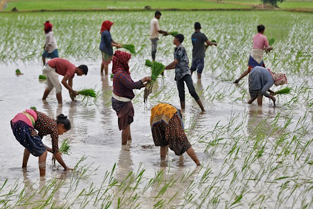 India, Vietnam, Indonesia and Philippines crucial as rice and wheat ...