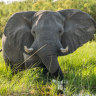 Why Botswana wants Angola's exiled elephants to return home