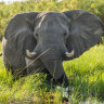 Elephants are a big tourist drawcard in Botswana, but overpopulation is now causing problems.