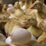 Day-old duck hatchlings crawl around inside an incubator at a duck farm in New York state.