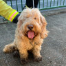 Heidi the spoodle brings trains to a halt with peak-hour run on Sydney Harbour Bridge