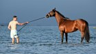 Sir Delius prepares for Saturday’s Cox Plate with a dip at Altona Beach this week.