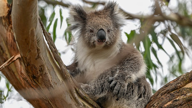 Greens split over plan to save koalas and end logging