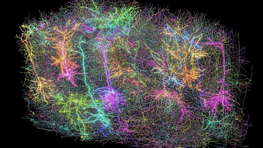 A digital representation of neurons in a section of a mouse’s brain, part of a project to create the largest map to date of brain wiring and function.