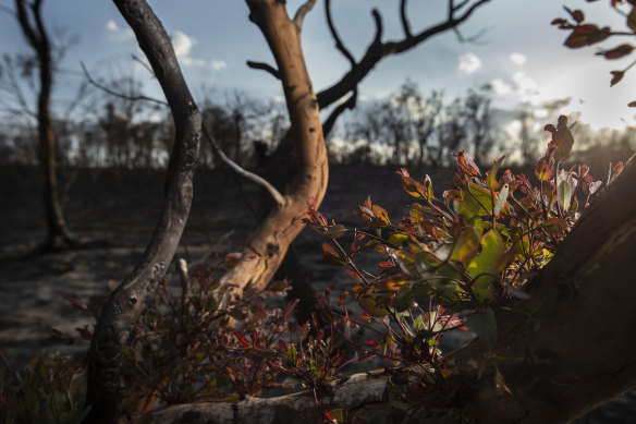 The bush near Clarence Dam on the Bells Line of Road begins to regenerate after the Gospers Mountain fire in December 2019.