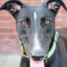 Penny was put down last week after eating contaminated meat