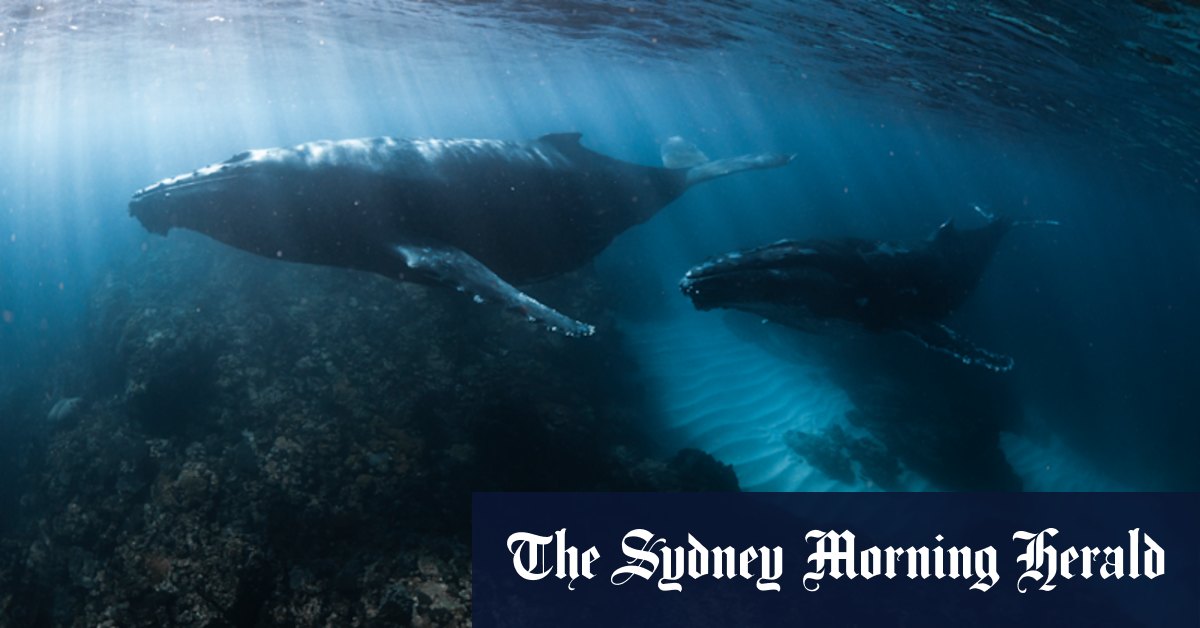 ‘Globally significant’ Exmouth Gulf to be transformed into marine park