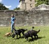 Plan to create off-leash areas and dog beach at Callan Park