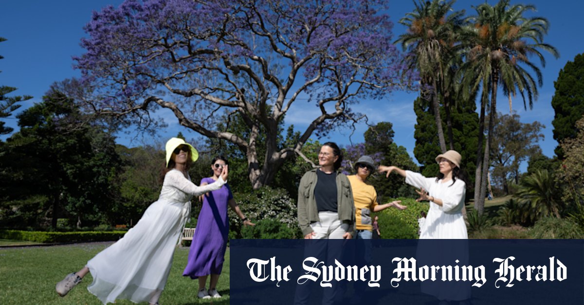 ‘The most beautiful moment’: Jacarandas bloom early in Sydney