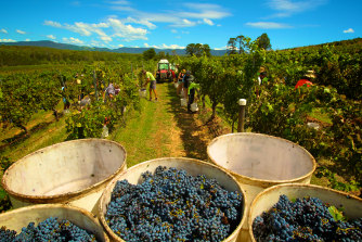 Lake’s Folly produces some of the Hunter Valley’s finest chardonnays.