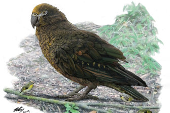 Squawkzilla the metre-tall parrot ate nuts, berries - and other parrots