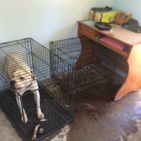 Danielle Lamprecht was keeping 12 dogs in "appalling" conditions, RSPCA Queensland said.