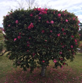 Only time or thousands of dollars will get you a mature camellia tree.