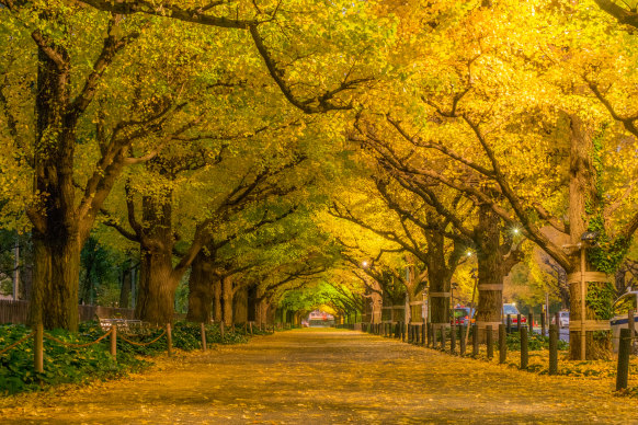 Spring’s cherry blossom season gets all the attention, but Japan, and Tokyo, are just as beautiful during autumn.