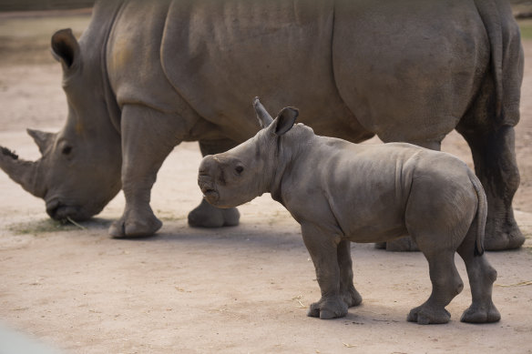 'Like big puppy dogs': Taronga Western Plains Zoo has another star attraction with the recent birth of another White Rhino calf.