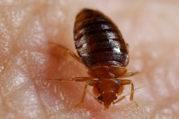 Bedbugs are only 3mm long.