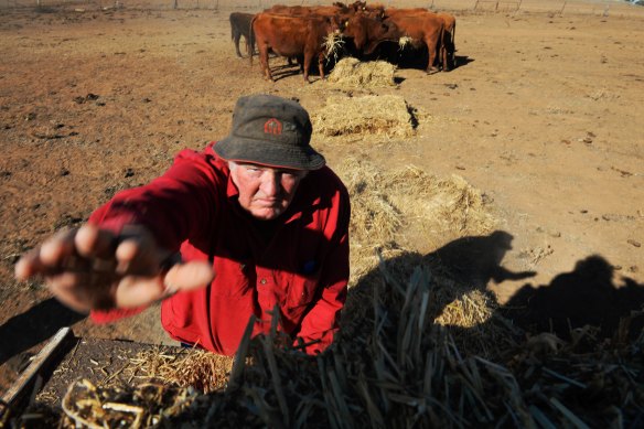 John Haycock hand feeding his cattle near Yeoval, in Central Western NSW.