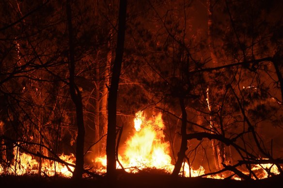 Experts warn Australian forests may take more than 100 years to recover all the carbon spewed out from bushfires this summer, but some wildlife may never recover.