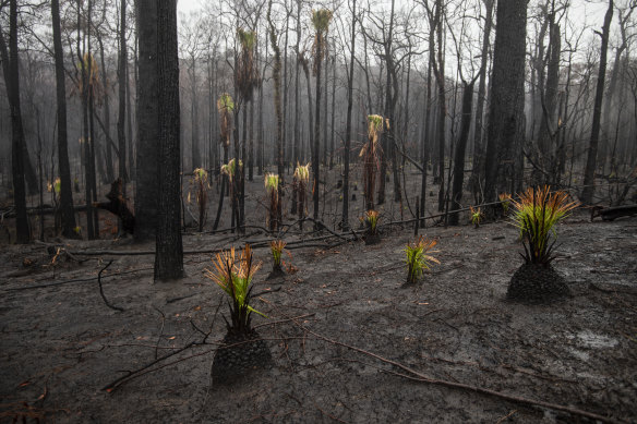 Some of the plants resprouting after a bushfire in January near Kangaroo Valley.