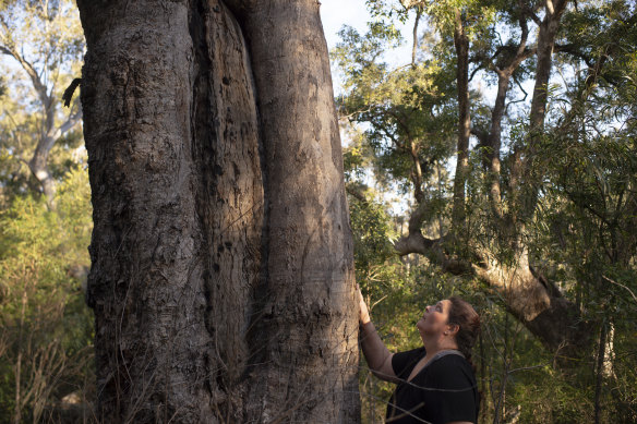 Gundungurra woman Kazan Brown with a scar tree on land that would be inundated by floodwater at Burnt Flat by the raising of the Warragamba Dam wall. 