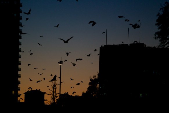 It is no longer possible to watch hordes of flying foxes rise en masse from the Botanic Gardens at dusk. 