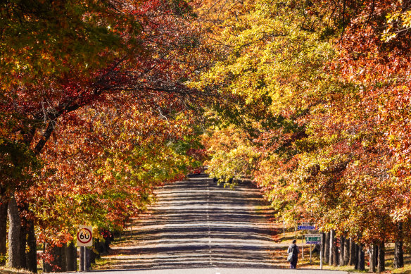 Where is this autumnal avenue located?