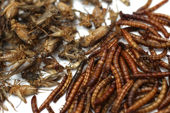 Europe’s far-right will protect you from being forced to eat crickets and mealworms.