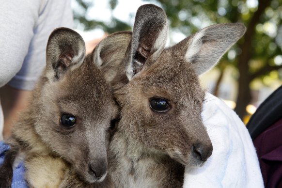 Australians call on WIRES to help rescue sick or injured native creatures.
