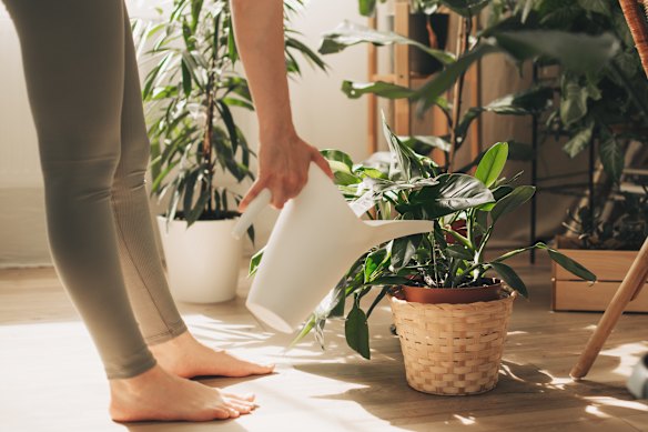 Studies have shown that exposure to microbially diverse soils via indoor plants can boost anti-inflammatory proteins in your body.