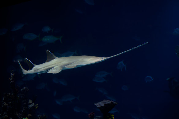 A green sawfish.