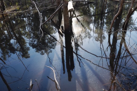 Drying waterways are contributing to local extinctions. Programs to relocate surviving platypuses are being proposed.