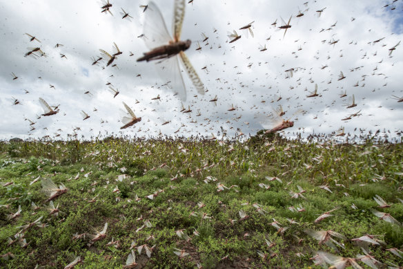 Swarms of desert locusts fly up into the air in Katitika village, Kenya. Hundreds of millions of locusts are swarming Kenya, Somalia and Ethiopia, countries that haven't seen such numbers in a quarter-century.