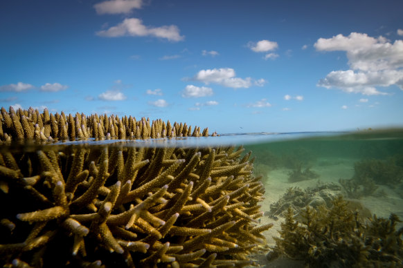 Bleaching events are now frequent on the Great Barrier Reef.