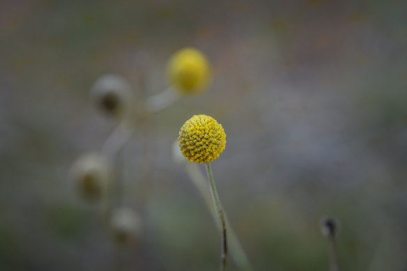 Wild flowers in the grasslands regeneration area.