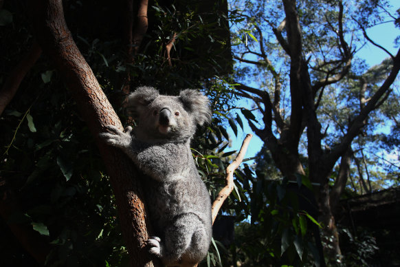 The Minns government made an election promise to create a Great Koala National Park in northern NSW.