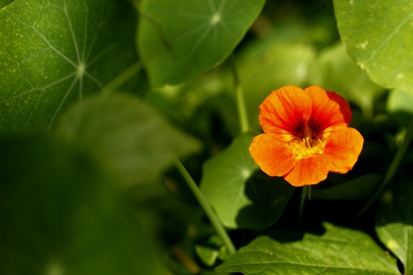 My beloved nasturtiums were among the casualties of the cabbage butterflies.