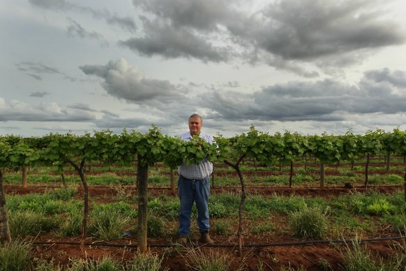Winegrape grower and Riverina Winegrape chairman Bruno Brombal on his property in Hanwood, NSW.