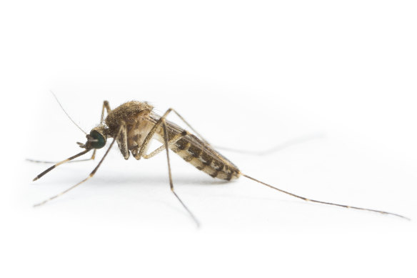 Culex annulirostris, the mosquito which spreads Japanese Encephalitis virus in Australia.