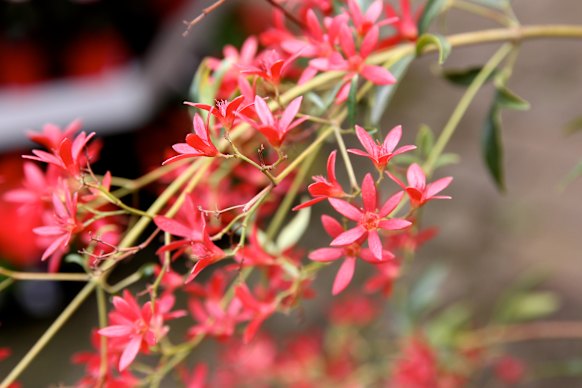 Christmas Bush has brilliant red sepals to rival any exotic flowering plant at this time of year. 