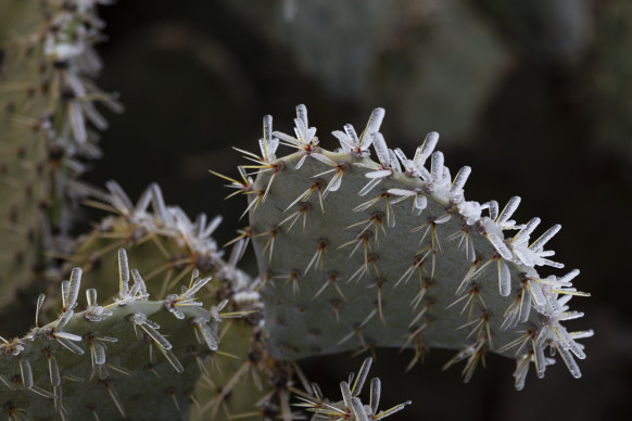 Ice clings to the spines of a prickly pear cactus.