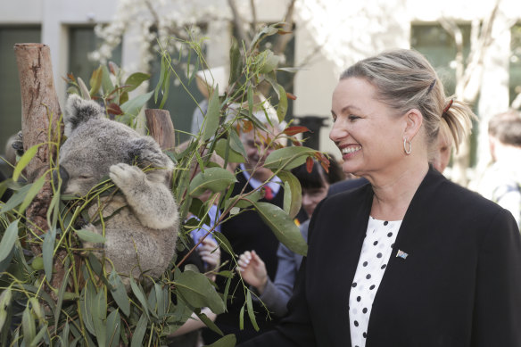 Environment Minister Sussan Ley has warned the status of koalas in various locations may be upgraded to endangered.