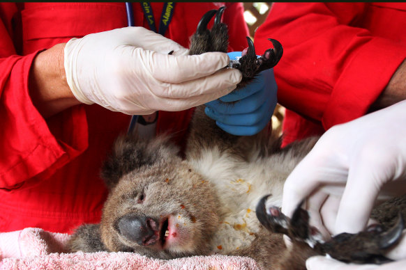 An injured koala being treated on Friday at the Kangaroo Island Wildlife Zoo in South Australia.