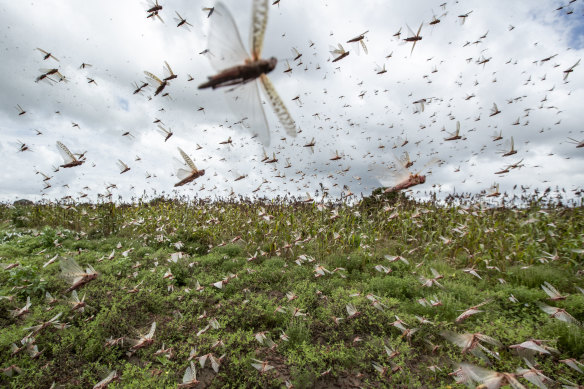 Locusts: voracious eaters! (Unless they get enough protein.)