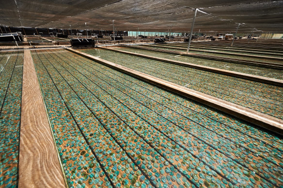 An abalone farm in Narrawong, near the site of a proposed new operation. 