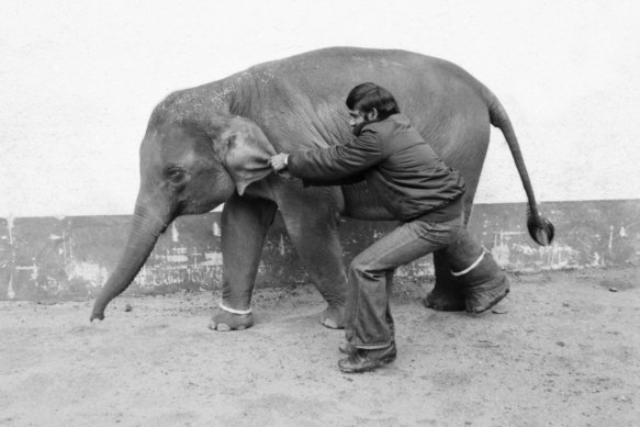 Mek Kapah’s mahout trying to move her when she arrived at Melbourne Zoo in 1978.