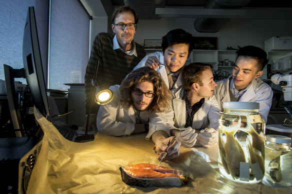 Dr Andrew Mitchell with students Michael Sacks, William Zhan, Michael O'Dea and Patrick Wan, who tested the fish.