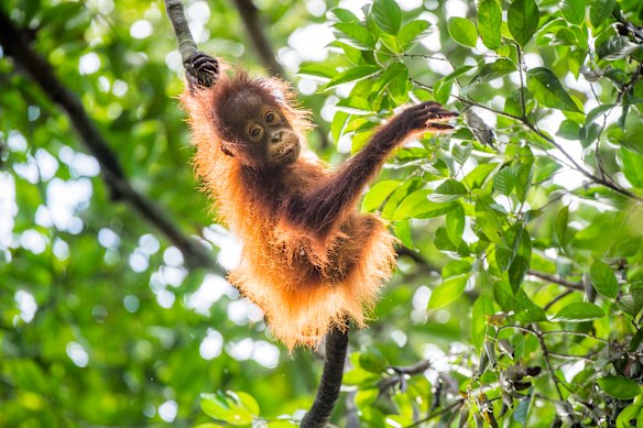Baby orangutan, Borneo.