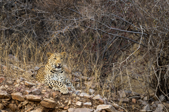 A leopard, almost camouflaged, waits. 